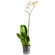Белая орхидея Фаленопсис в горшке. Саратов